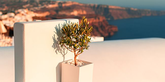 Entretenir son olivier en pot : guide pratique