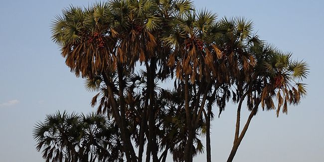 Le palmier doum, un trésor de l'Afrique du Nord