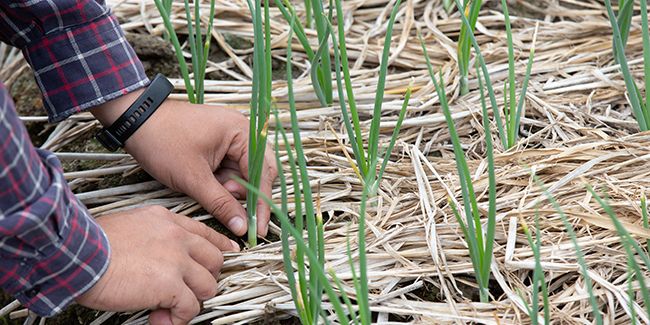 Les légumes qui s'épanouissent avec peu d’eau