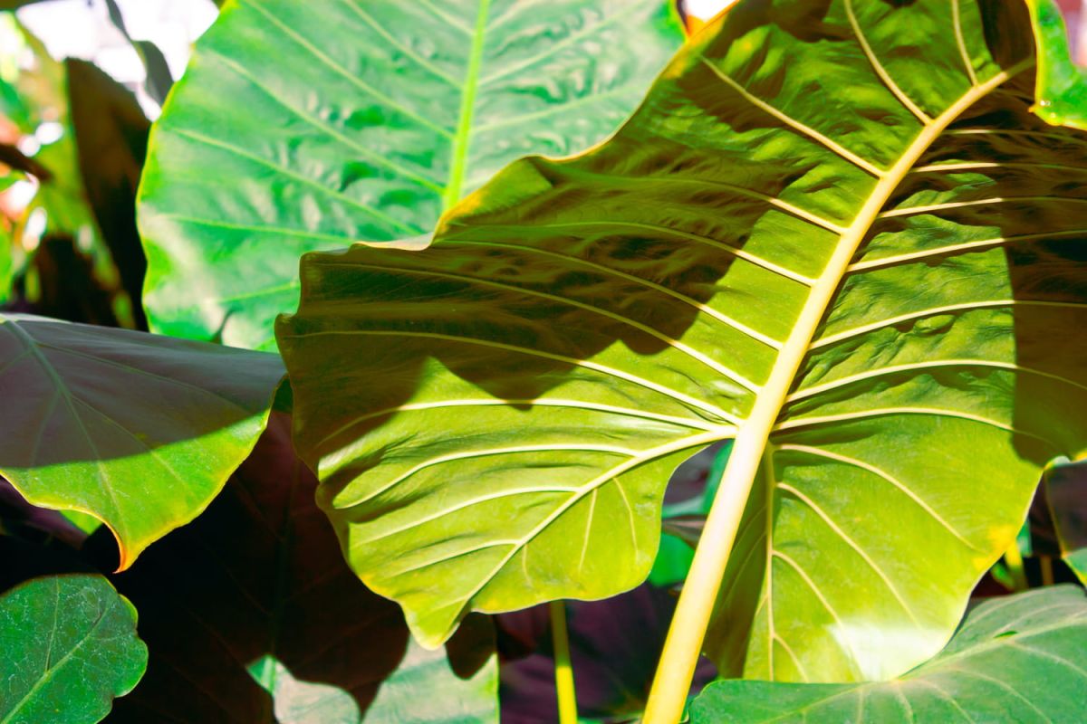 la plante oreille d’éléphant : l'exotisme au cœur de votre intérieur