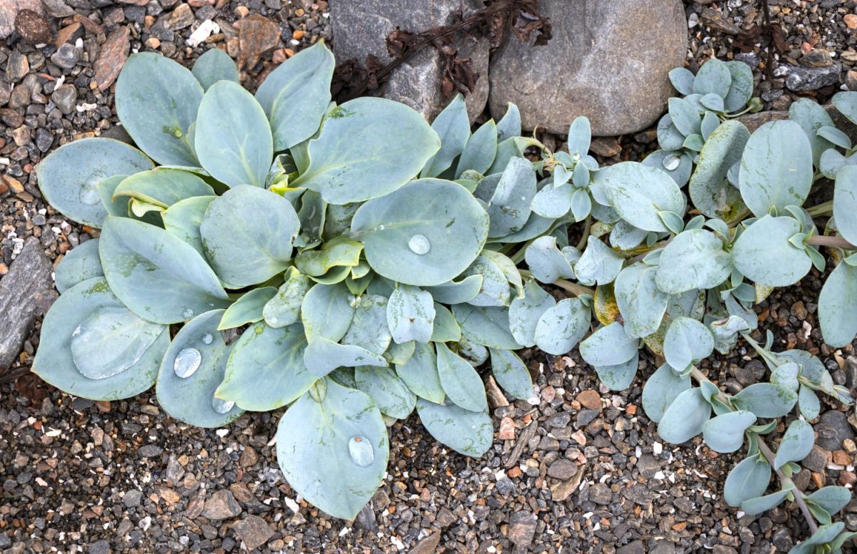 Mertensia maritima : la plante-huître à cultiver chez vous