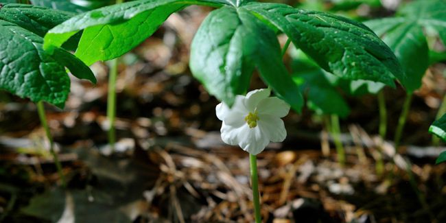Le podophylle pelté : trésor méconnu des sous-bois américains
