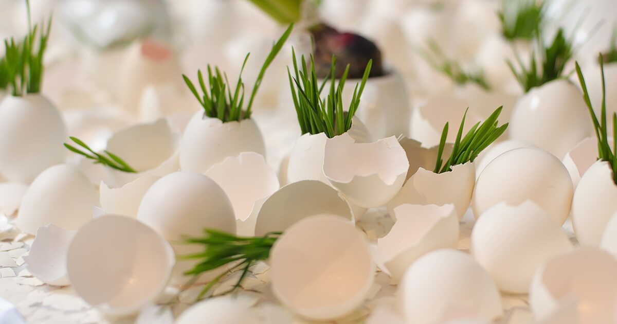 Transformez vos coquilles d'œufs en alliées du jardin