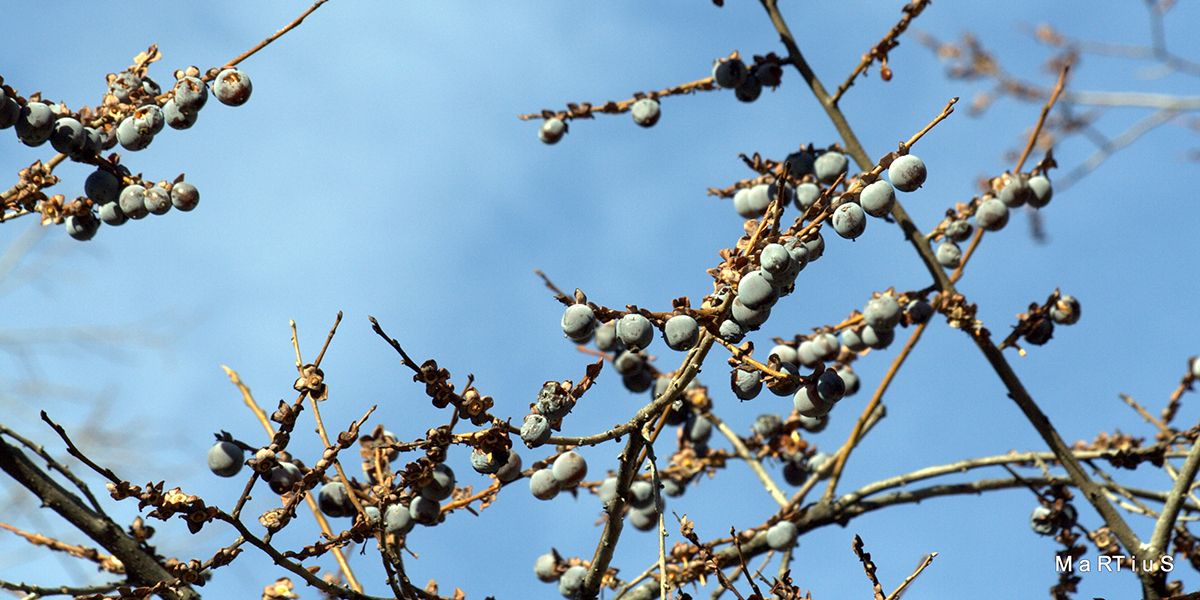 Plaqueminier faux-lotier : Un trésor fruitier d'Europe
