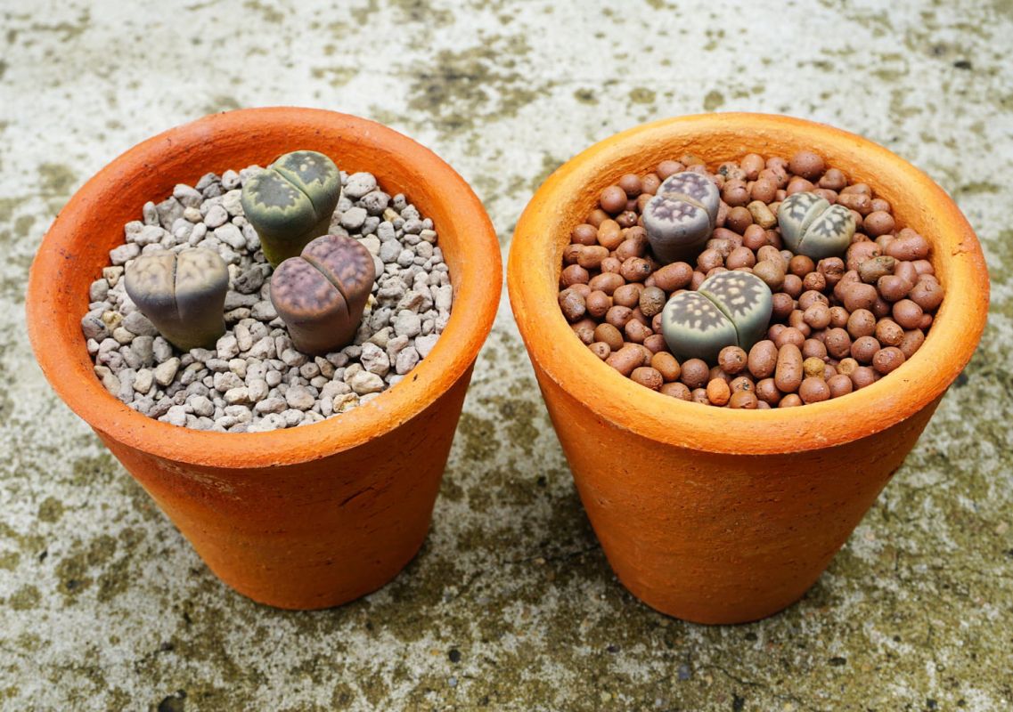 Découvrez les lithops : ces plantes extraordinaires aux allures de cailloux