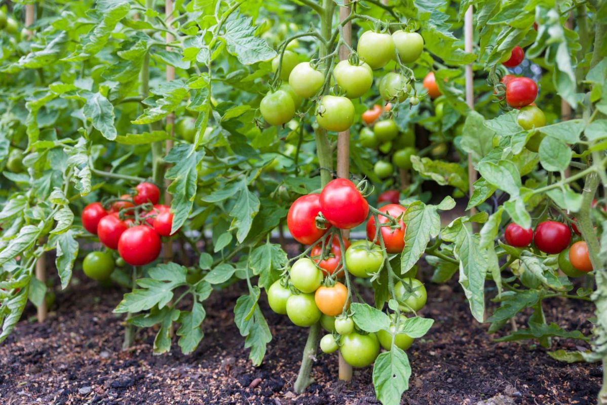 Cultivez des tomates d'exception : 10 astuces pour une récolte inégalée