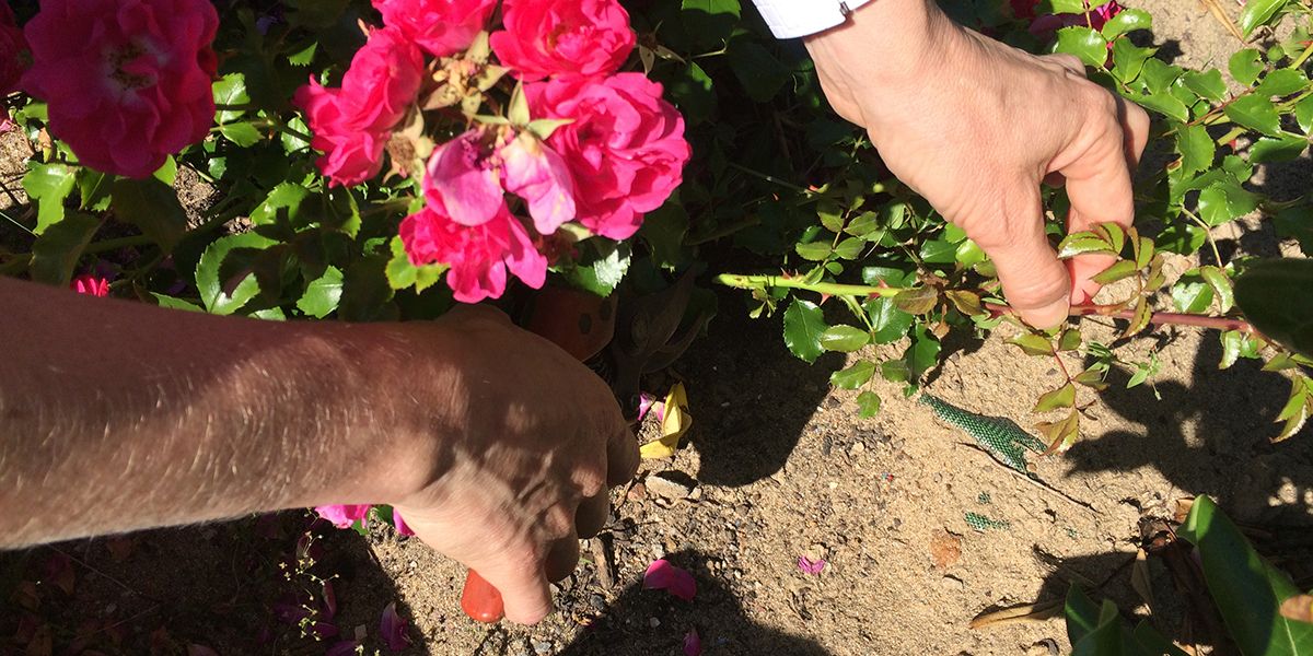 Bouturer un rosier : le guide essentiel