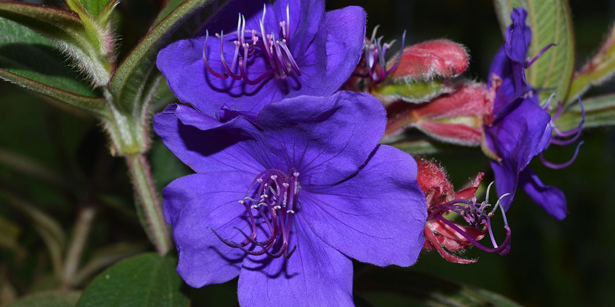 Tibouchine d'Urville : un arbuste aux fleurs éclatantes
