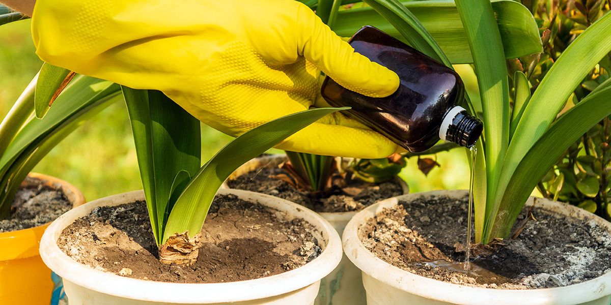Les bienfaits des engrais liquides pour vos plantes d'intérieur