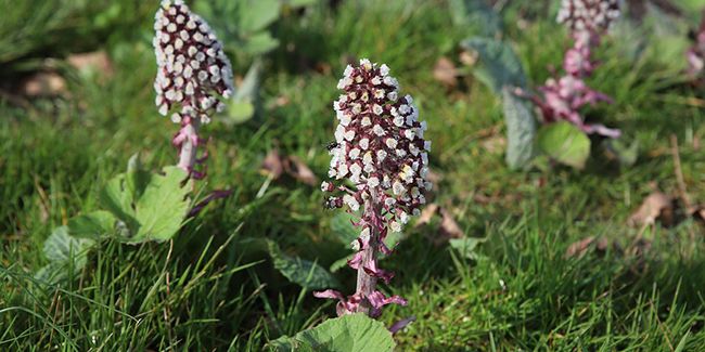À la découverte du grand pétasite, la plante aux feuilles légendaires