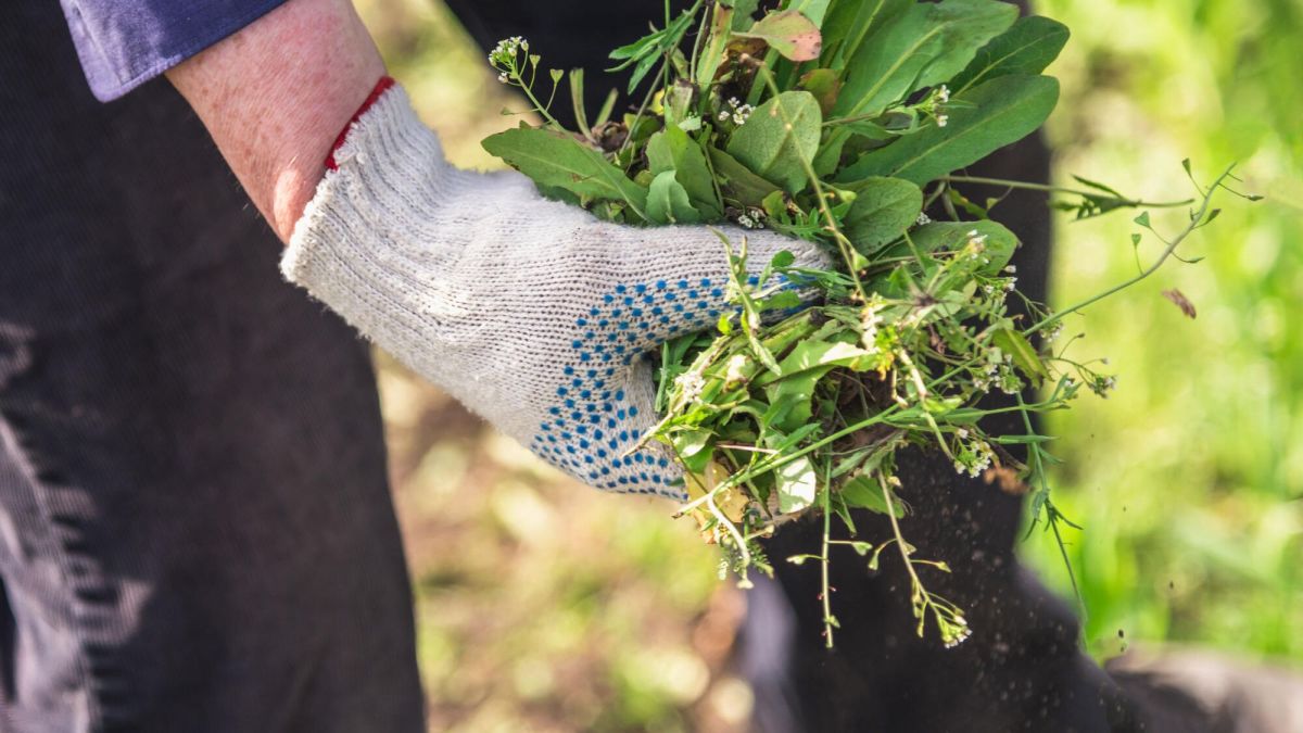 Désherber naturellement : les conseils d'Alain Baraton