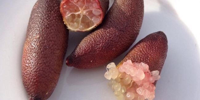 Le citron caviar : une perle rare des cuisines contemporaines