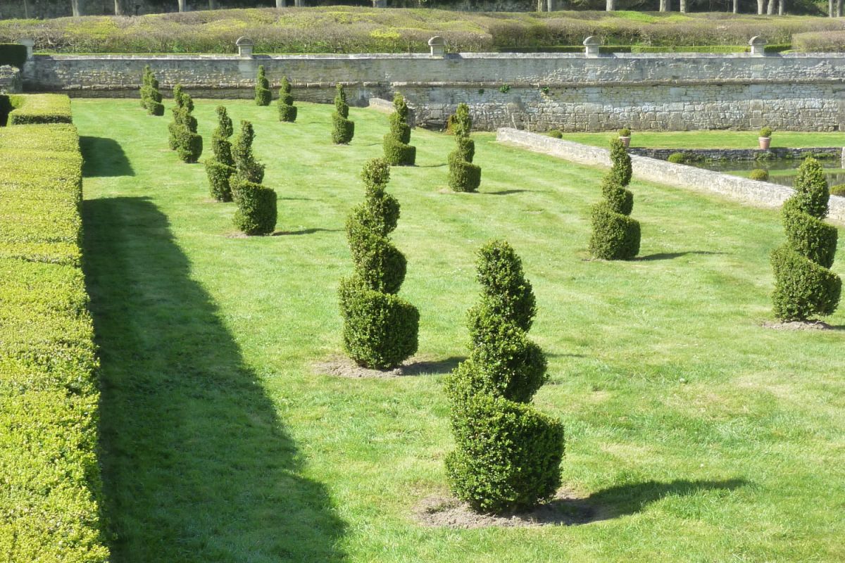 Transformez votre jardin avec l'art topiaire