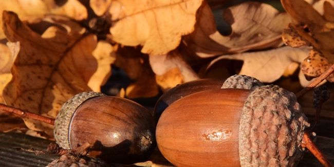 Les glands : un trésor du chêne dans notre assiette