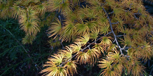 À la découverte du faux mélèze