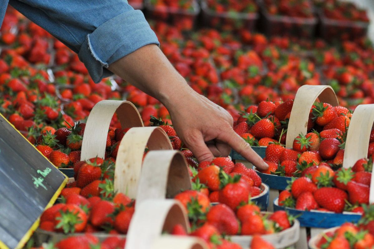 Les secrets d'un primeur pour choisir les meilleures fraises