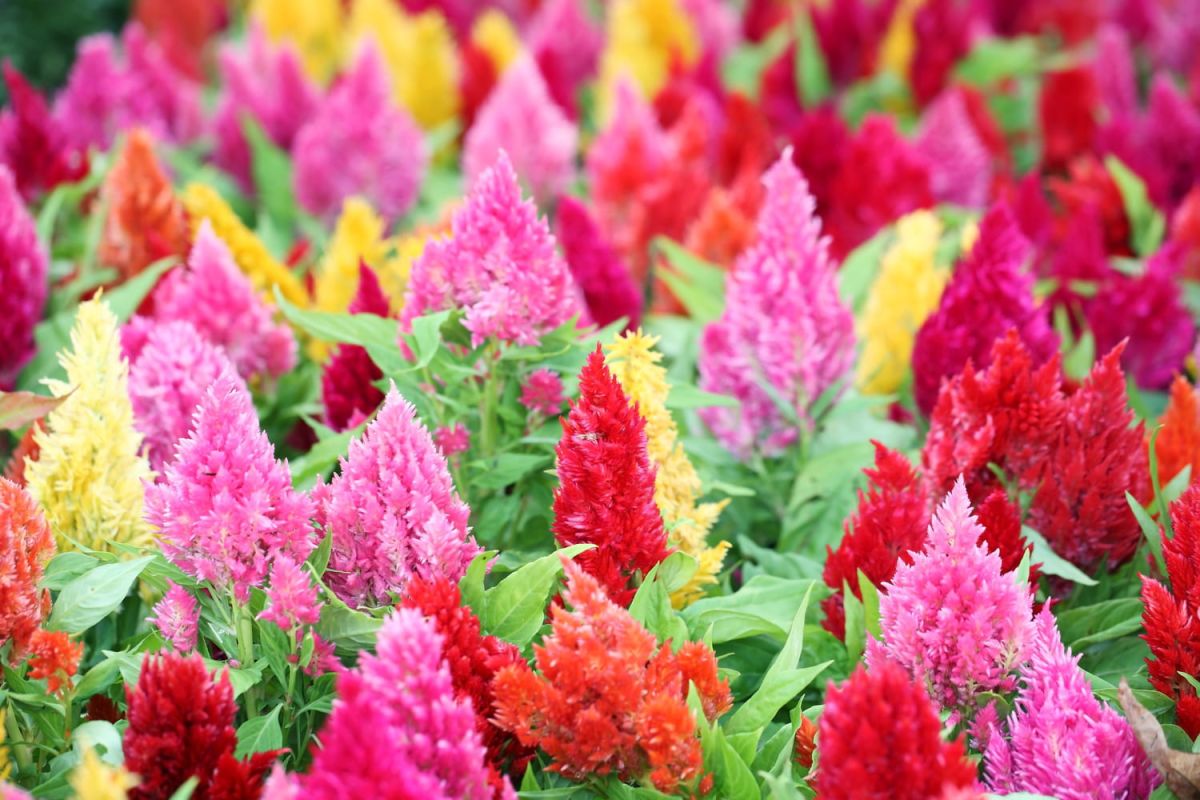 célosie : la plante aux couleurs éclatantes qui ensoleille votre jardin
