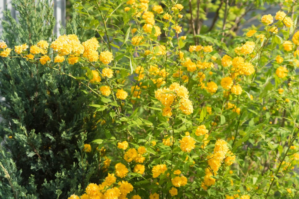 La corète du Japon : un trésor floral dans votre jardin
