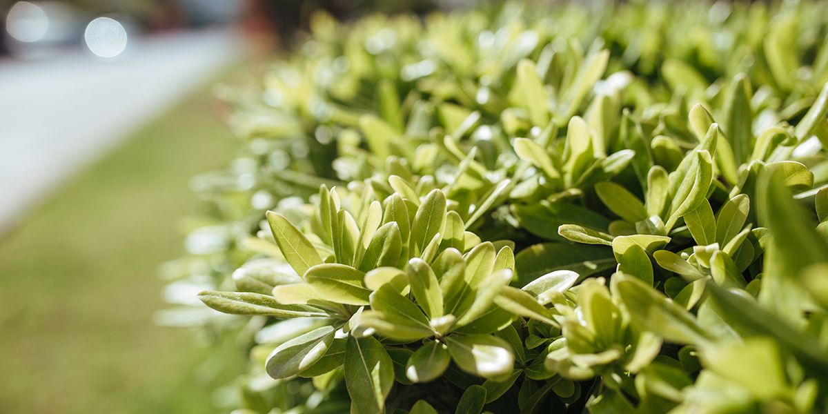 Créer une haie résistante : 10 arbustes pour affronter la sécheresse