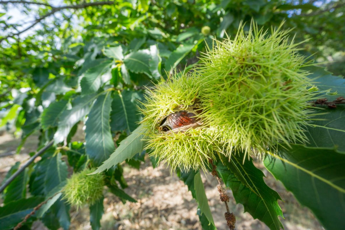 Découvrez les secrets du châtaignier, un arbre aux multiples vertus