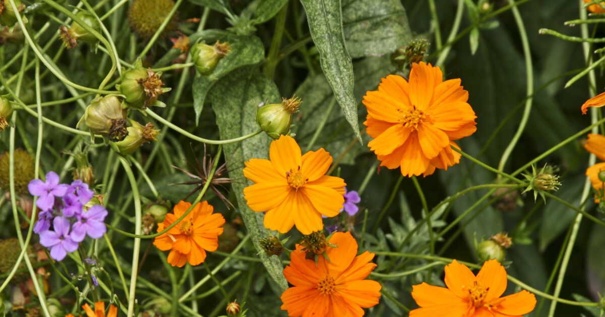 Où planter des cosmos ?