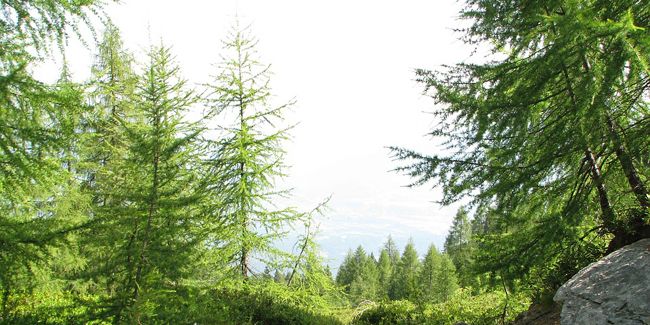 Mélèze d'Europe : un trésor des montagnes européennes