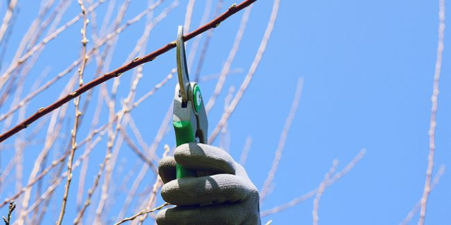 Multiplier votre forsythia : un guide facile