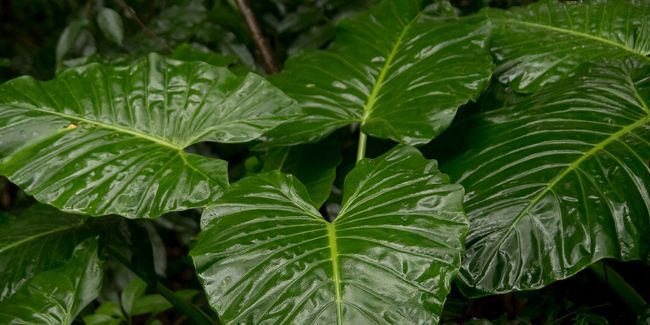 Alocasia, la plante oreille d'éléphant