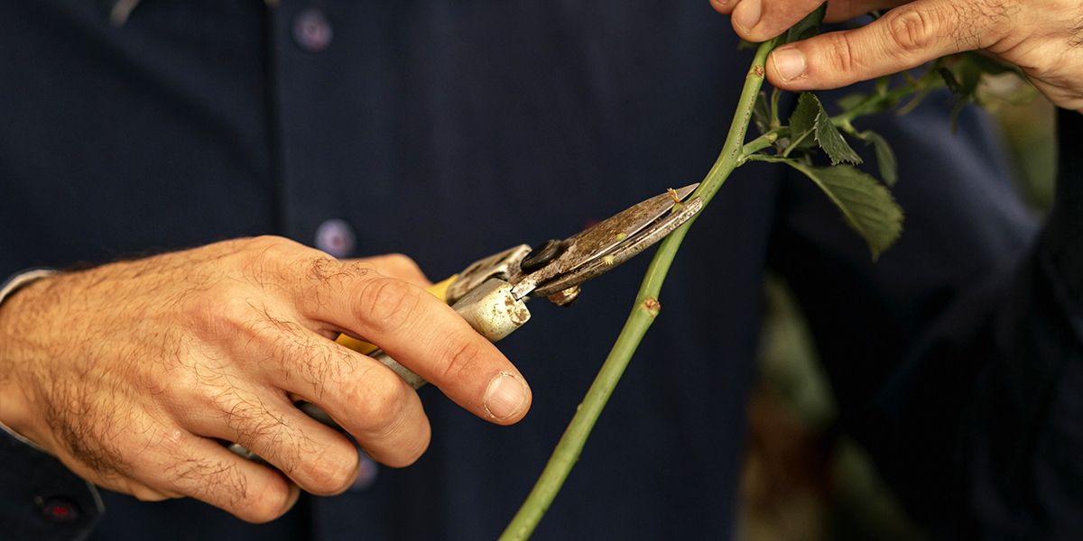 Multipliez vos rosiers : le secret du bouturage facile en fin d'été