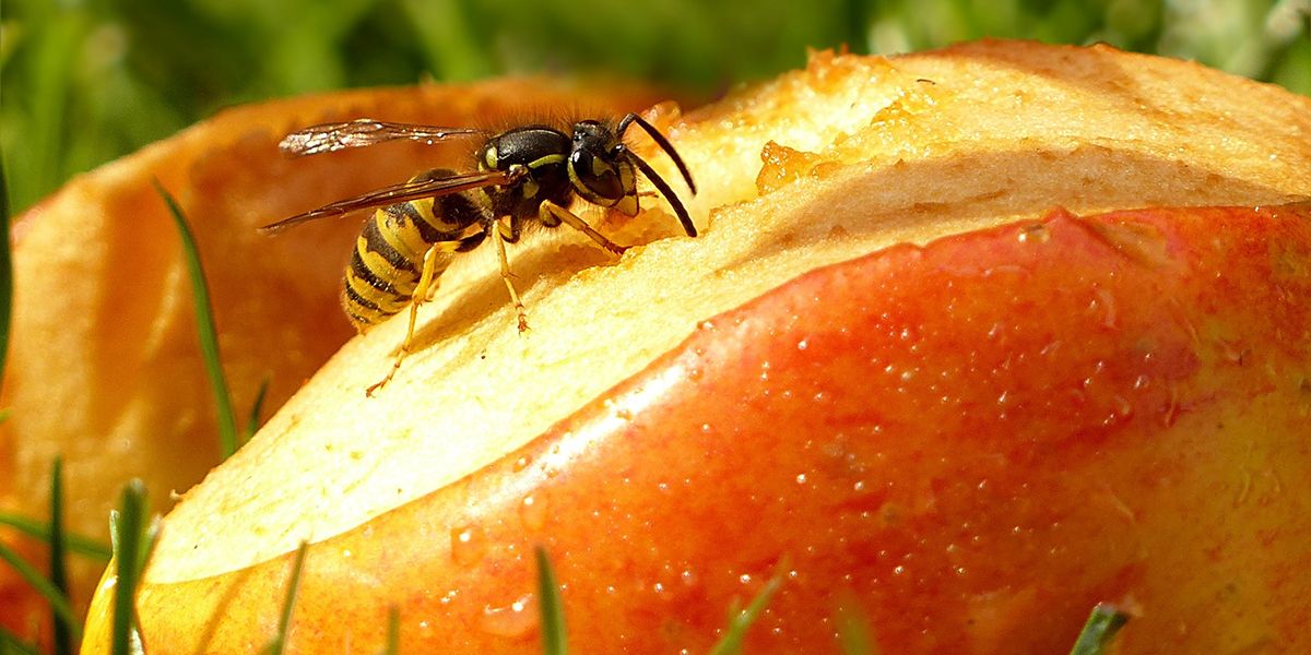 Guide pratique pour construire un piège à guêpes efficace et naturel