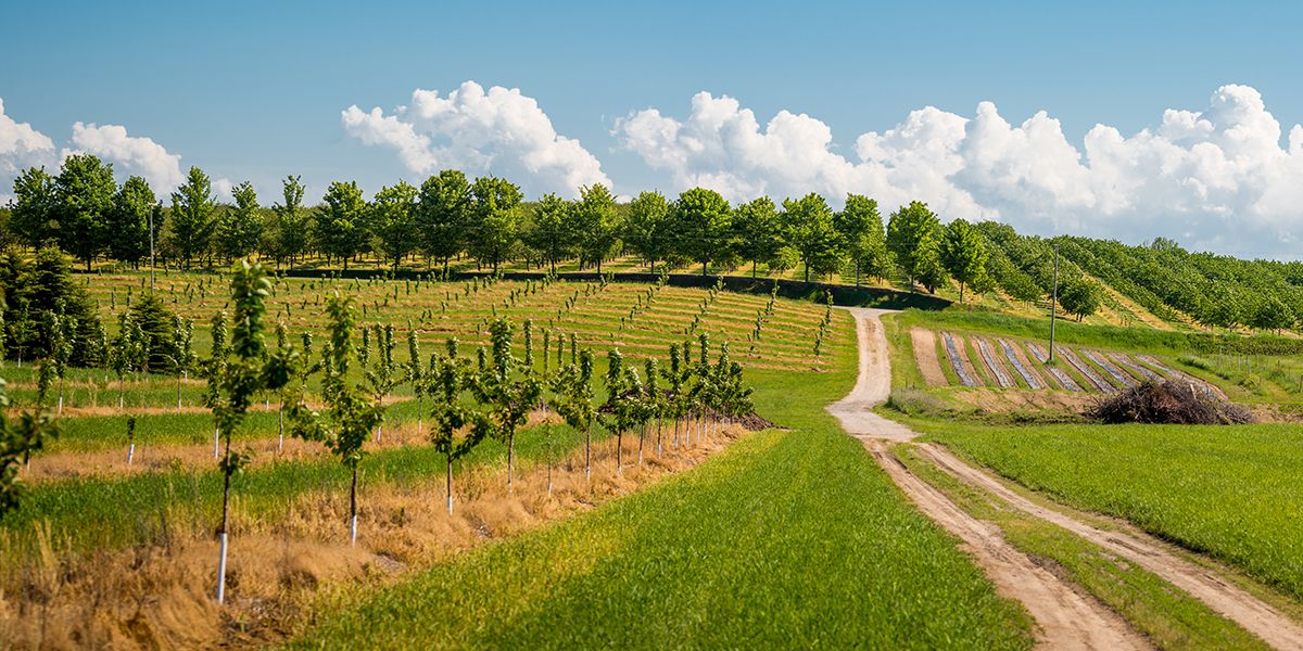 Qu'est-ce que l'agroforesterie ?