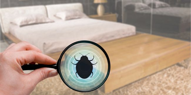 Piqûres de punaises de lit : comment les identifier et les traiter ?