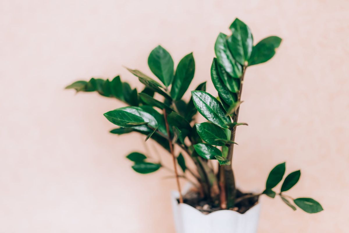 Zamioculcas : conseils pour bouturer et entretenir la plante ZZ