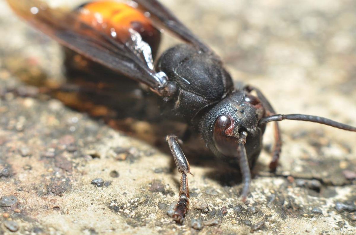 Frelon asiatique : gestes à éviter pour garantir votre sécurité