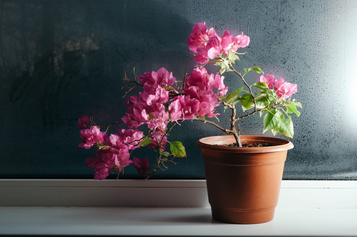 Le bougainvillier en pot : secrets pour une floraison éclatante