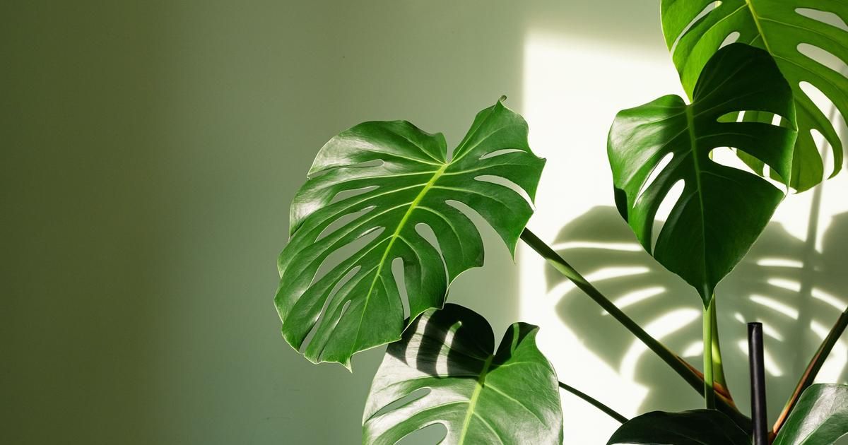 découvrez ces plantes qui se plaisent à l'ombre