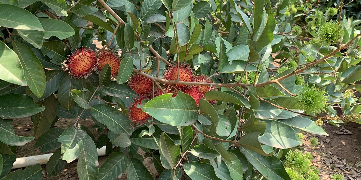 Ramboutan (Nephelium lappaceum), un litchi chevelu