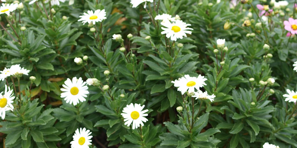 la marguerite du Japon, l'élégante floraison d'automne des jardins côtiers