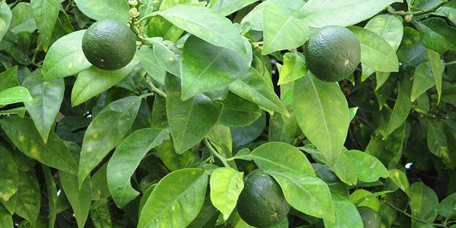 Le citron vert (Citrus aurantiifolia) : un agrume aux multiples facettes