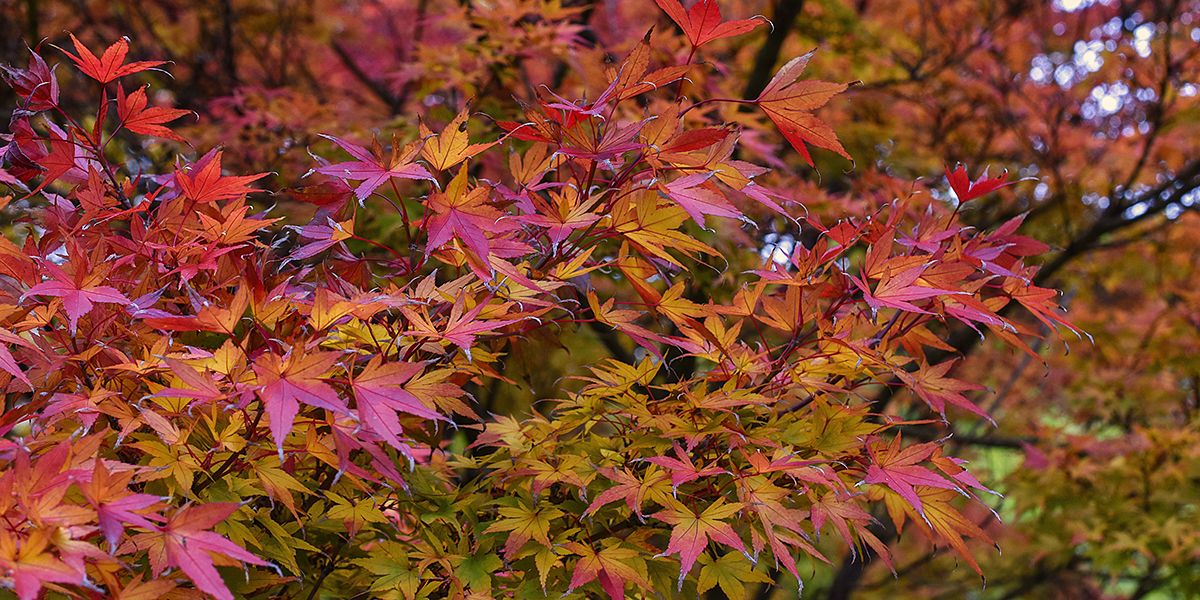 érable du japon : l'élégance des feuilles rouges pour petits jardins
