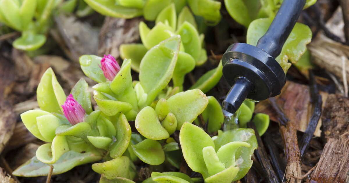 arrosage goutte-à-goutte : le guide pour choisir l'installation idéale