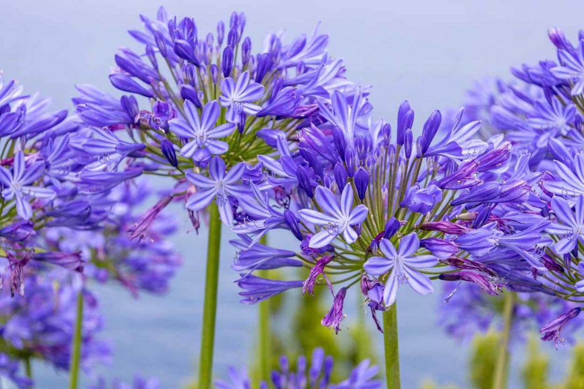 le geste jardinier qui garantit des agapanthes en fleurs tout l'été