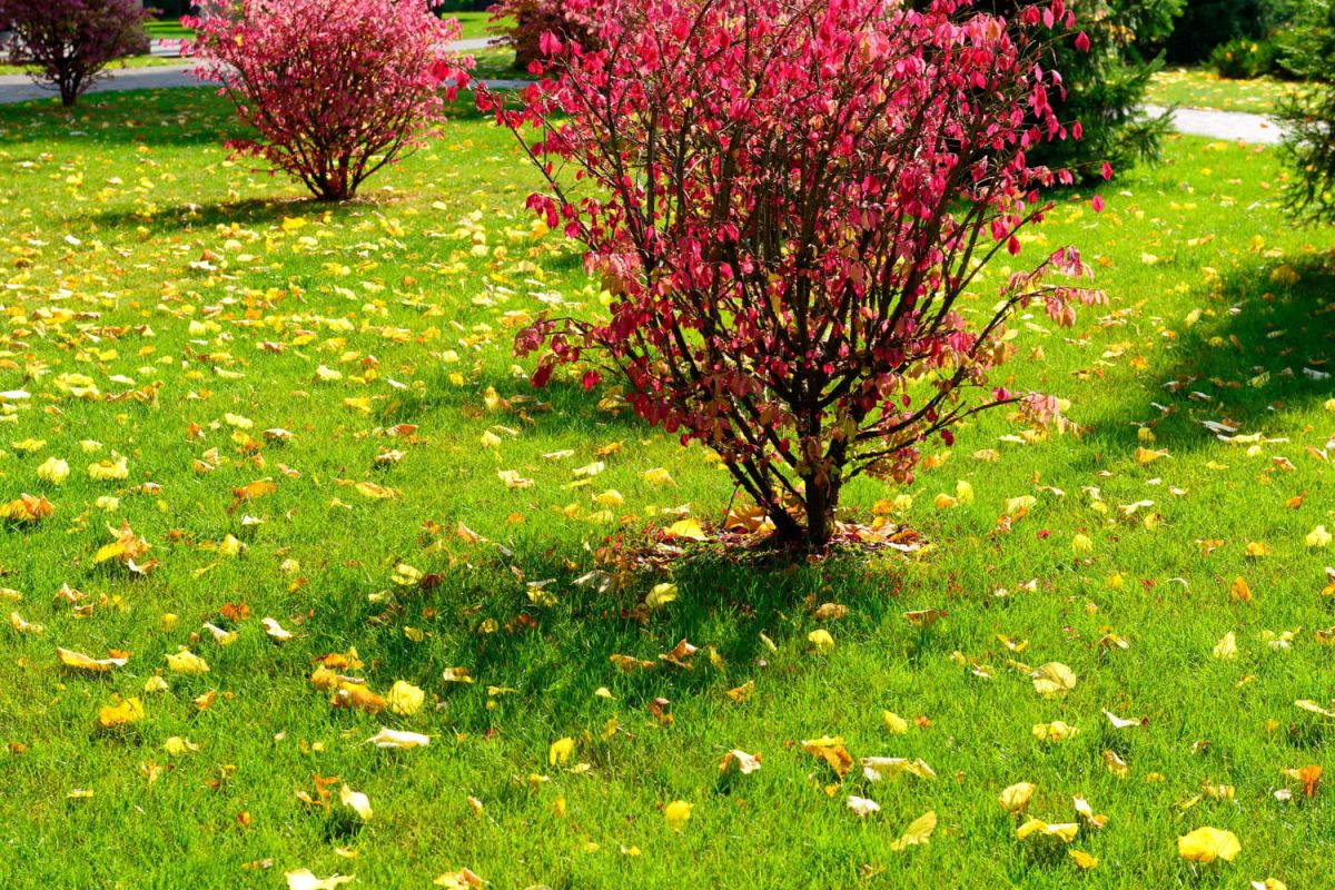 Agissez avant la fin septembre pour garantir une pelouse vigoureuse au printemps