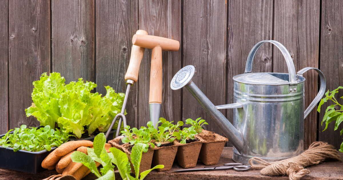 Les secrets d'un potager réussi : choisissez le bon emplacement