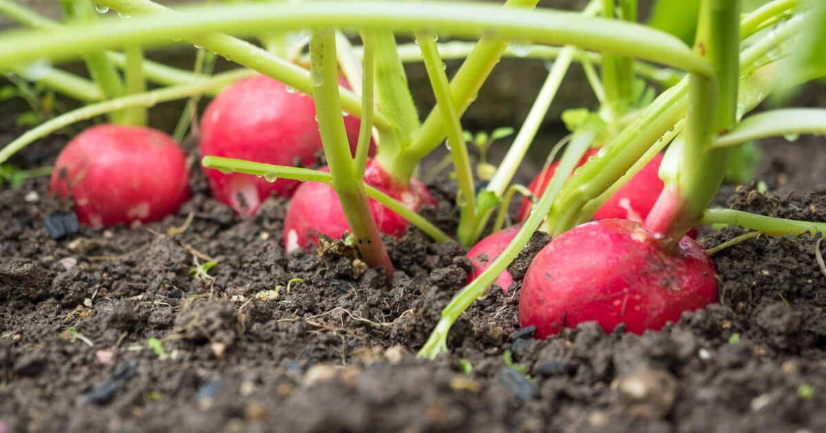 Comment faire pousser des radis efficacement