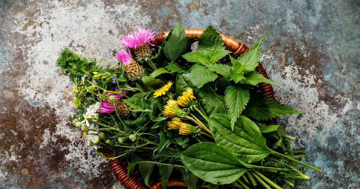 10 plantes sauvages et gourmandes à cueillir cet été