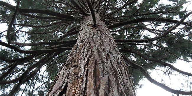 découverte du séquoia à feuilles d'if (Sequoia sempervirens)