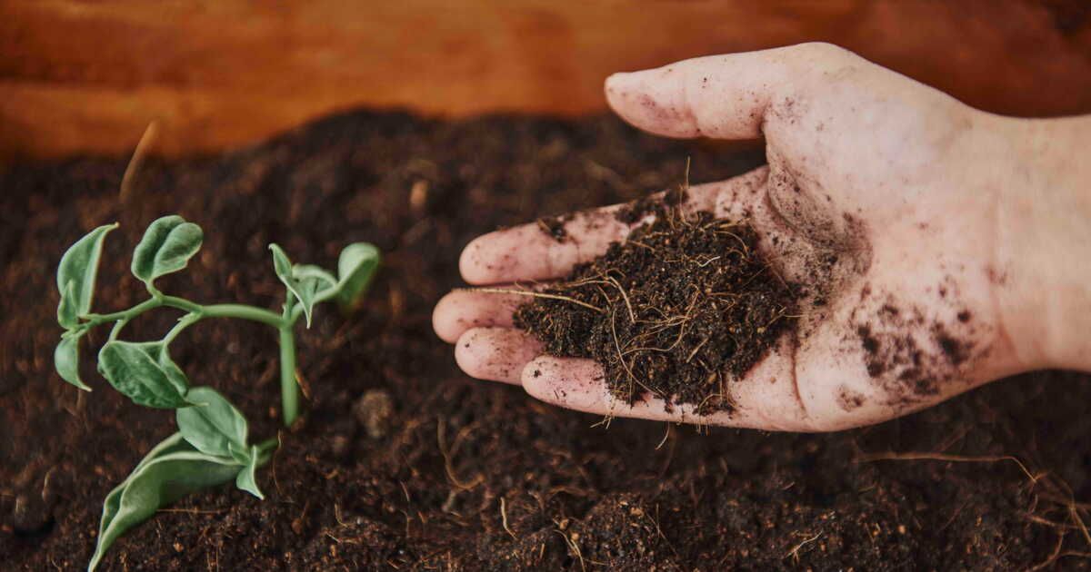 L'importance du terreau et ses alternatives surprenantes