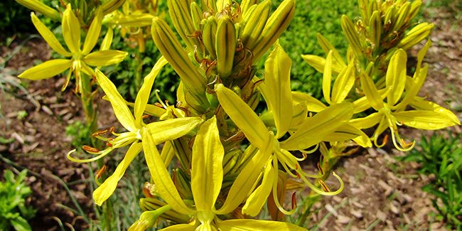Bâton de Jacob (Asphodeline lutea), asphodéline jaune