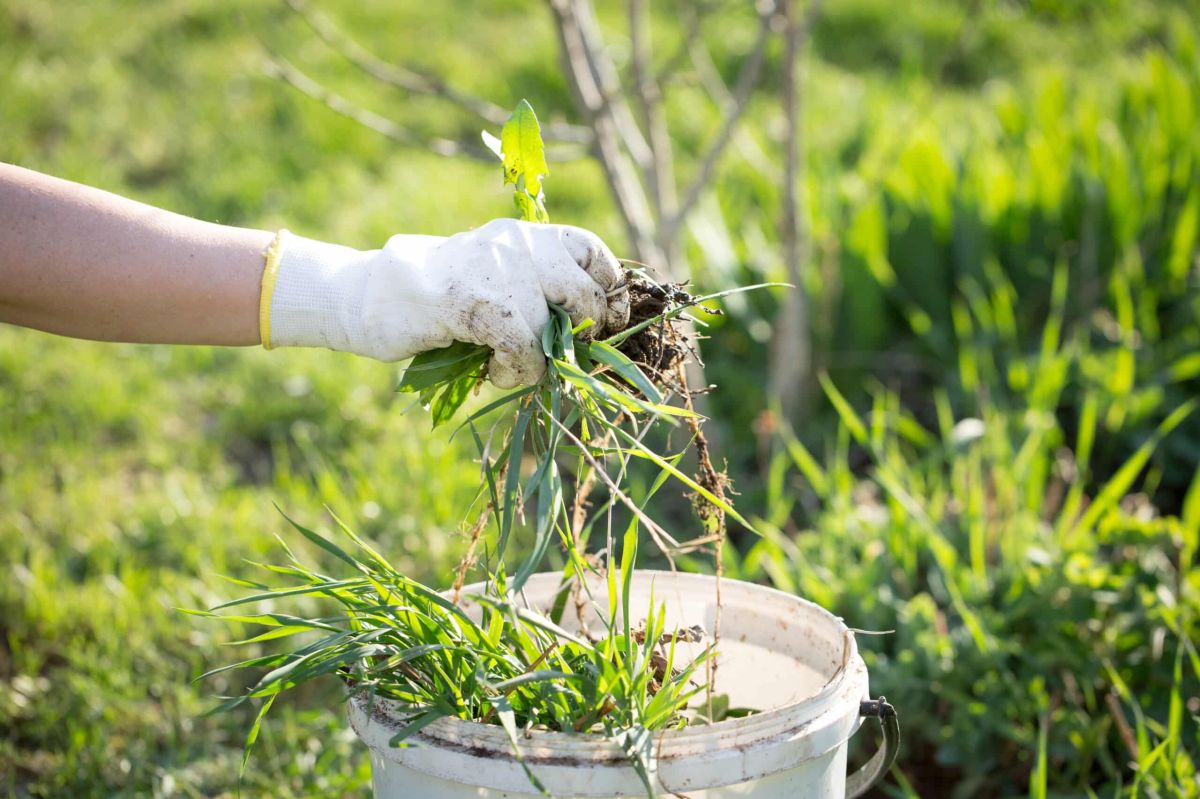 Redécouvrez les mauvaises herbes : alliées insoupçonnées de votre potager